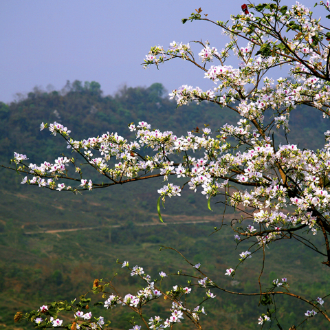 Ban Flower Festival