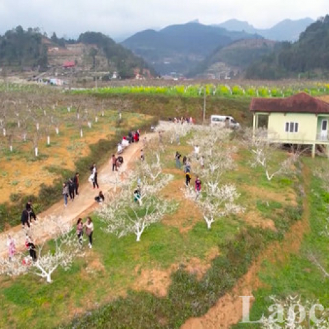 Bac Ha White Plateau Festival in the summer of 2023