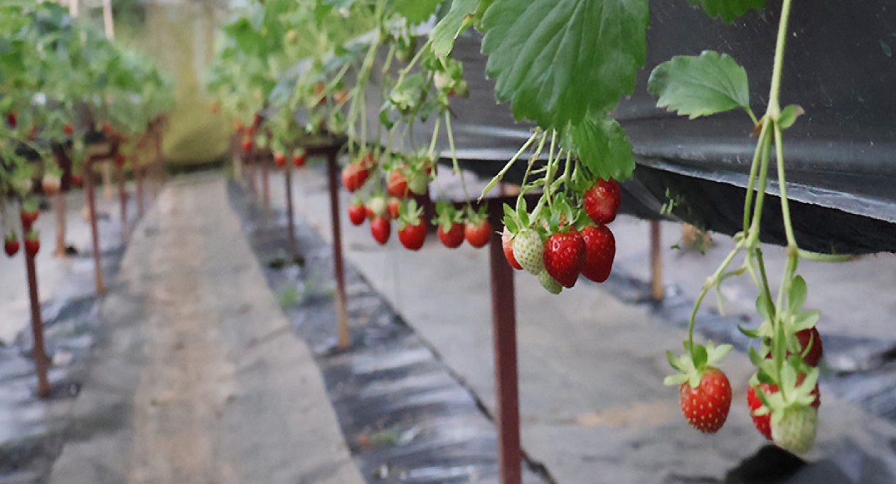 Fermier d'un jour au jardin de fraises de Da Lat