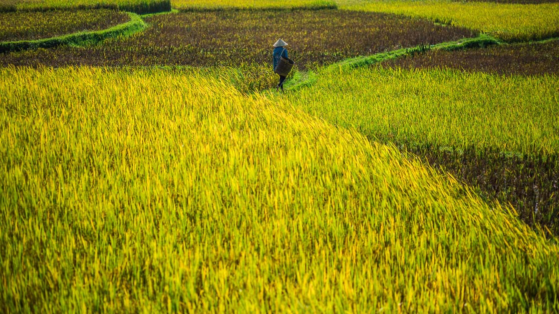 Mai Chau