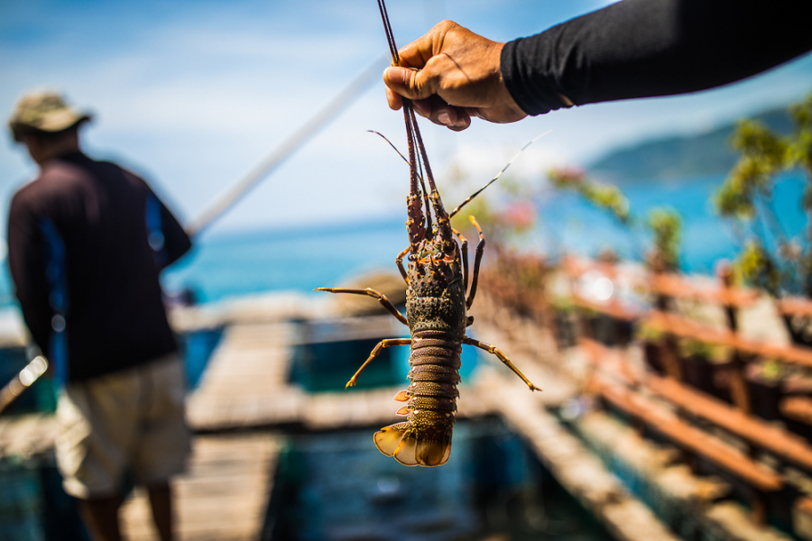 Fresh seafood at Nha Trang's floating restaurants