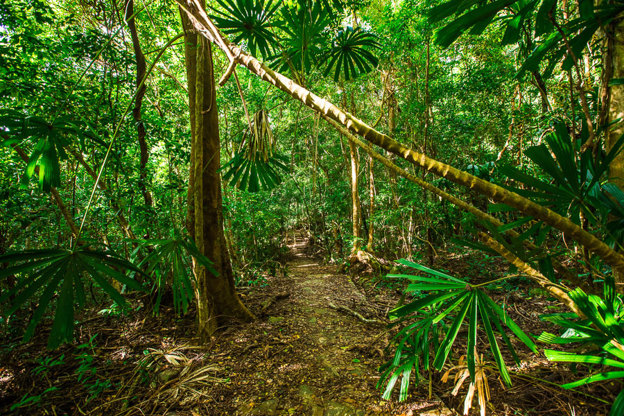 Much of the island is covered in lush tropical forest. The national park office can set you up with maps and guides.