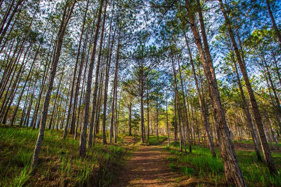 Pine trees cover the hills in Bidoup National Park and around town.
