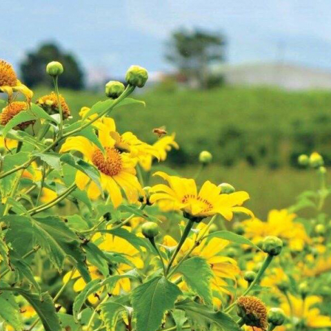 Chu Dang Ya Volcano Wild Sunflower Week