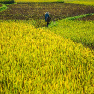 Mai Chau
