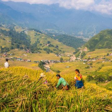 Sapa