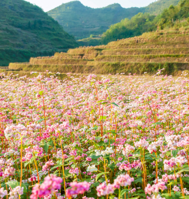 The Buckwheat Bounty of Ha Giang