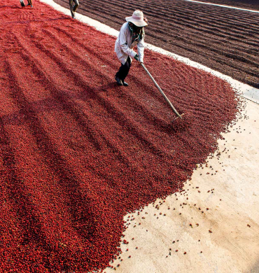 Kon Tum: The Kingdom of Coffee