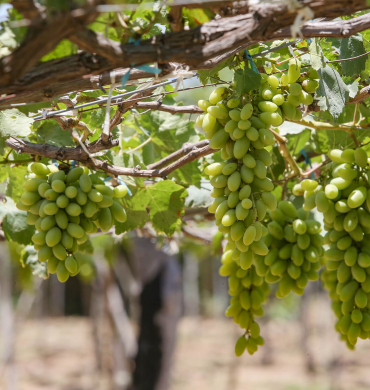 Visit the vineyards of Ninh Thuan