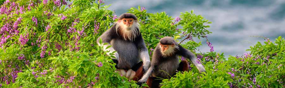Vietnam - The nature wonder of Asia