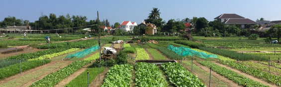 Tra Que Vegetable Village in Hoi An: The ultimate “green” trip
