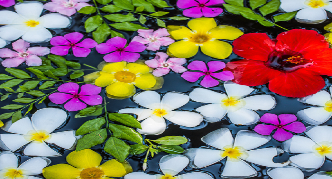 An Island Wellness Escape