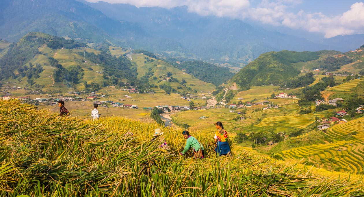 Sapa