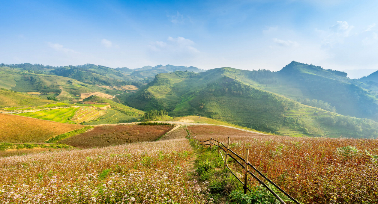 The Buckwheat Bounty of Ha Giang