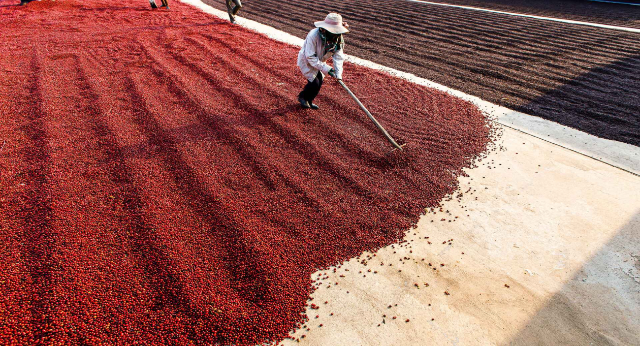 Kon Tum: The Kingdom of Coffee
