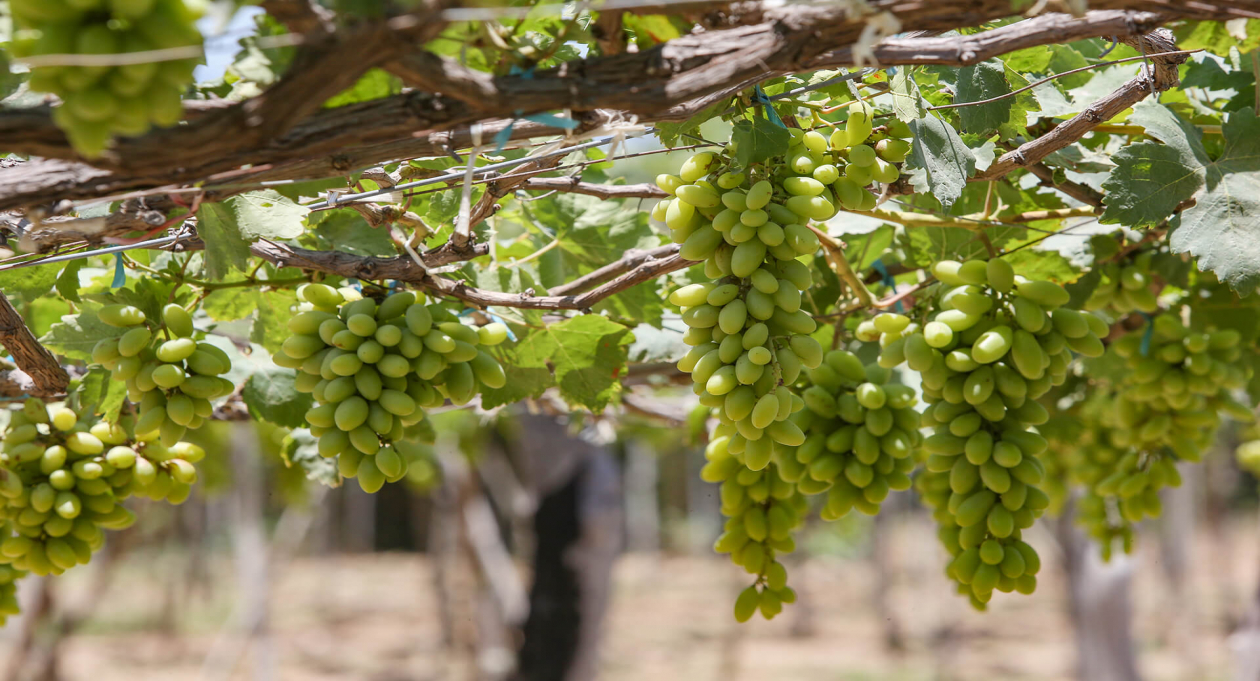 Visit the vineyards of Ninh Thuan