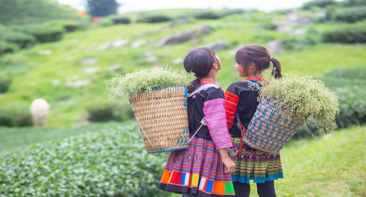 Moc Chau: Your One-Stop Nature Escape