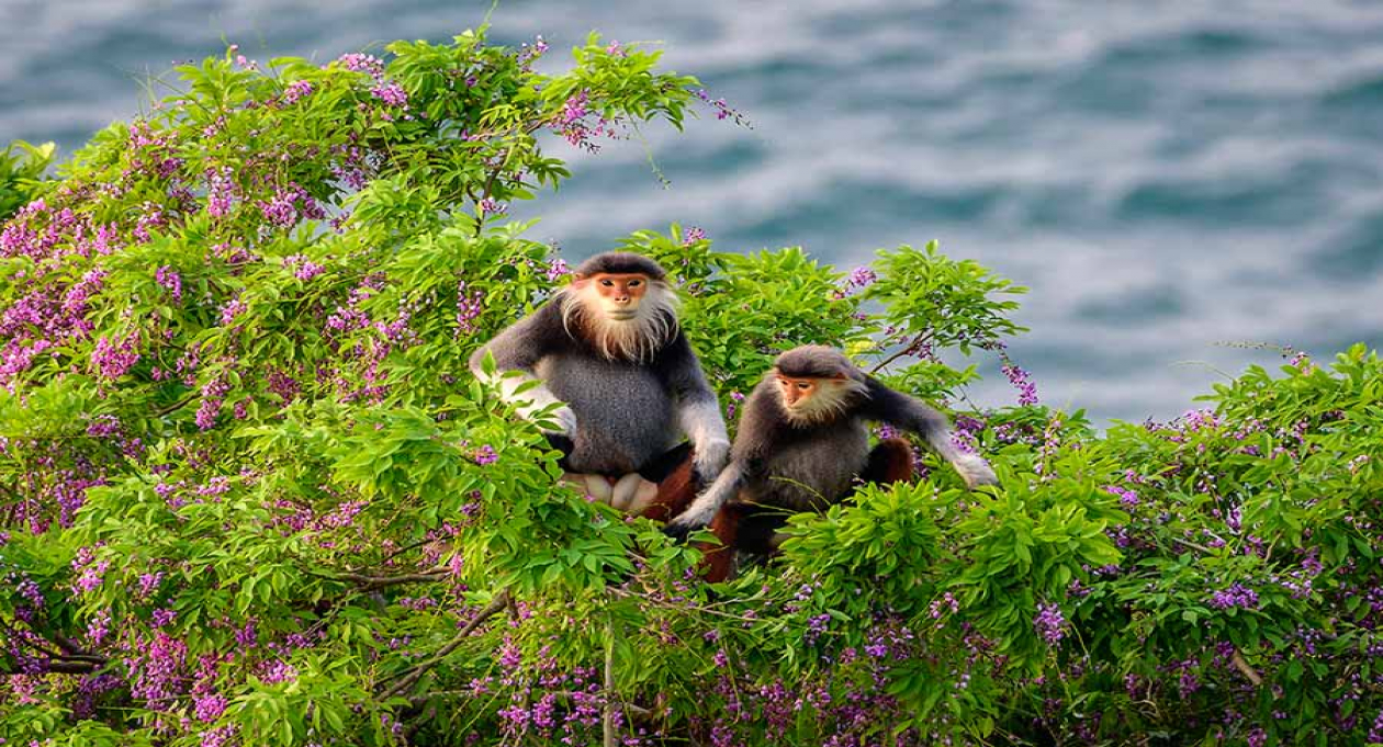 Vietnam - The nature wonder of Asia