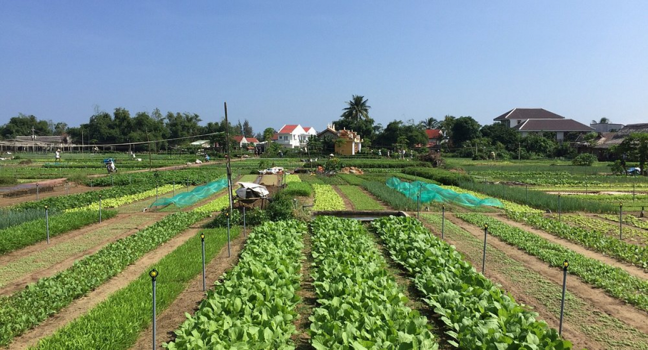 Tra Que Vegetable Village in Hoi An: The ultimate “green” trip
