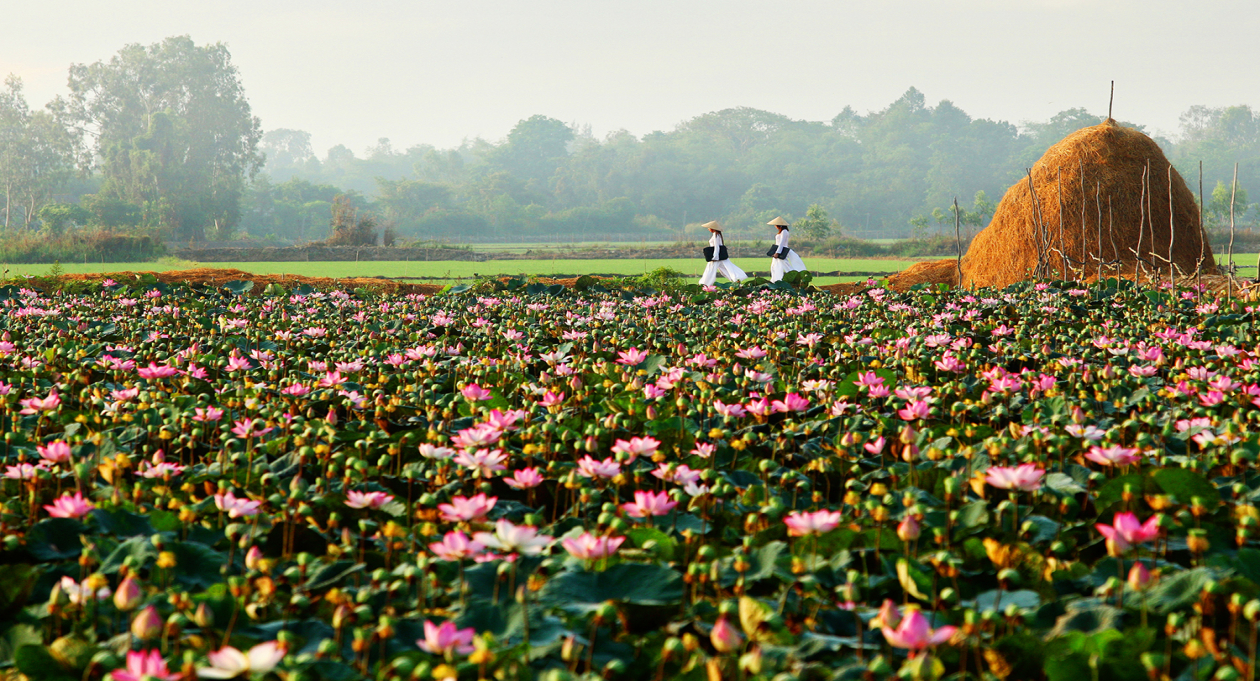 Lost in lotus land
