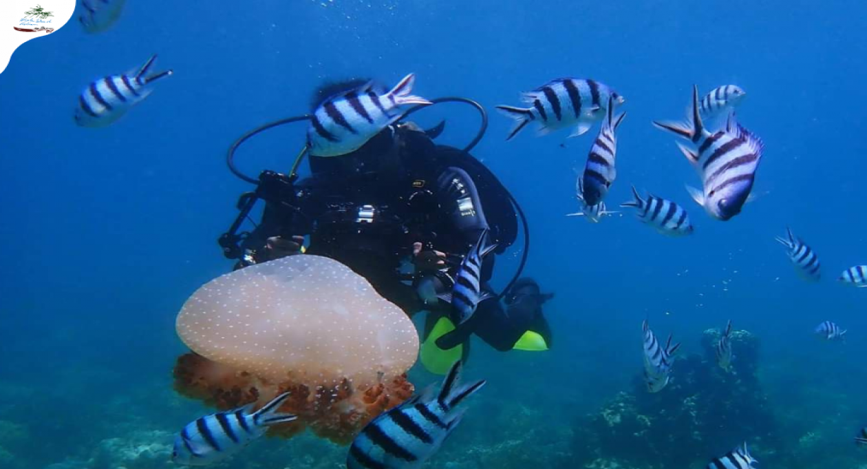 Hon Ong Island: a secluded coral haven in Van Phong Bay