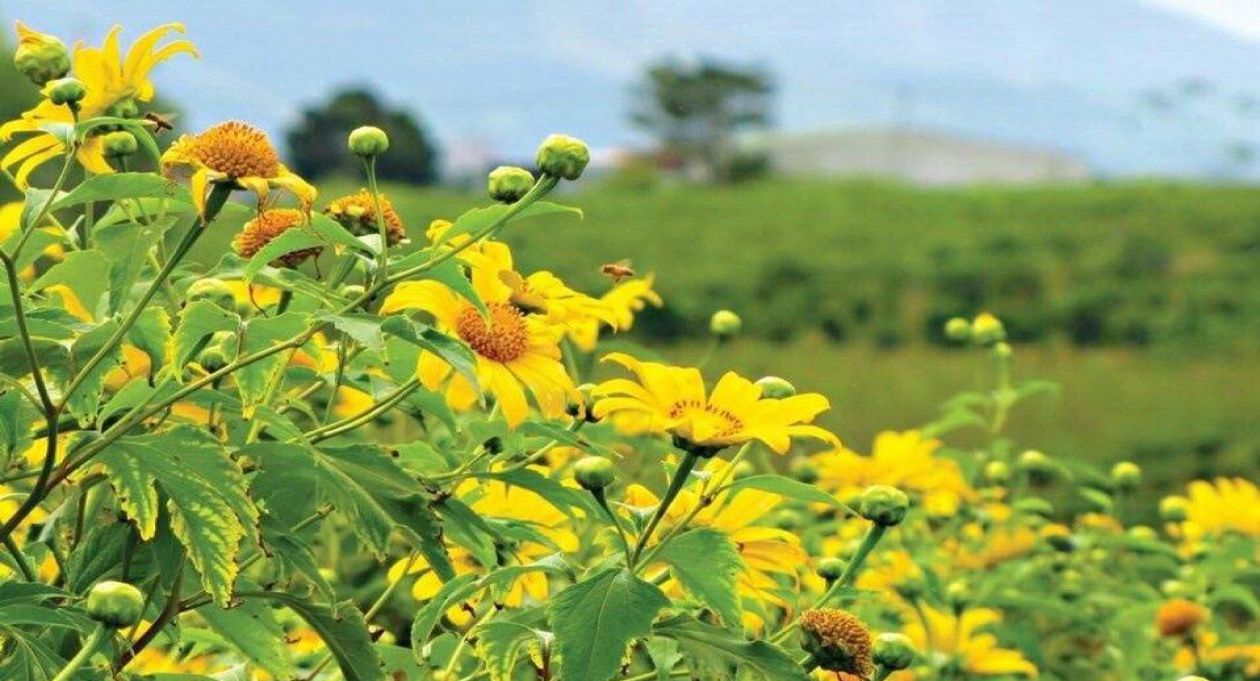 Chu Dang Ya Volcano Wild Sunflower Week