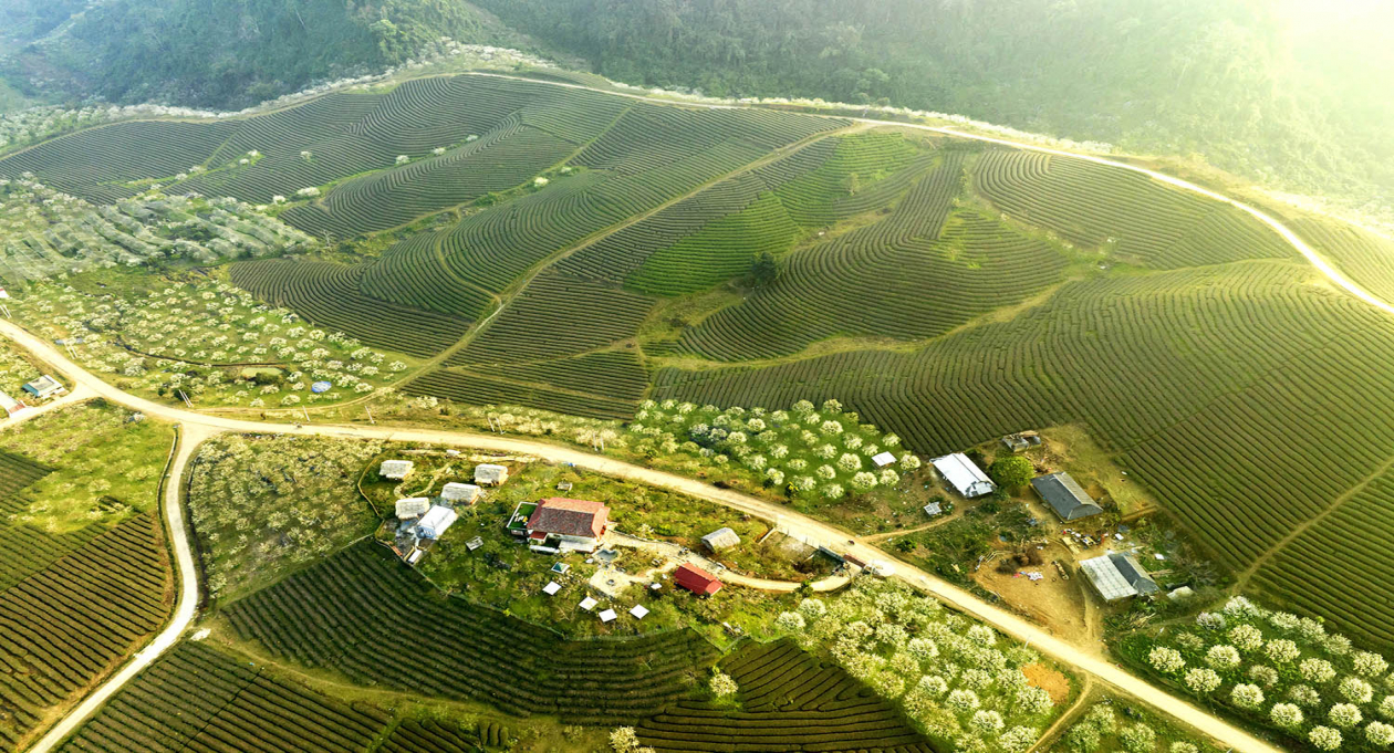 Moc Chau: A green and peaceful summer oasis near Hanoi