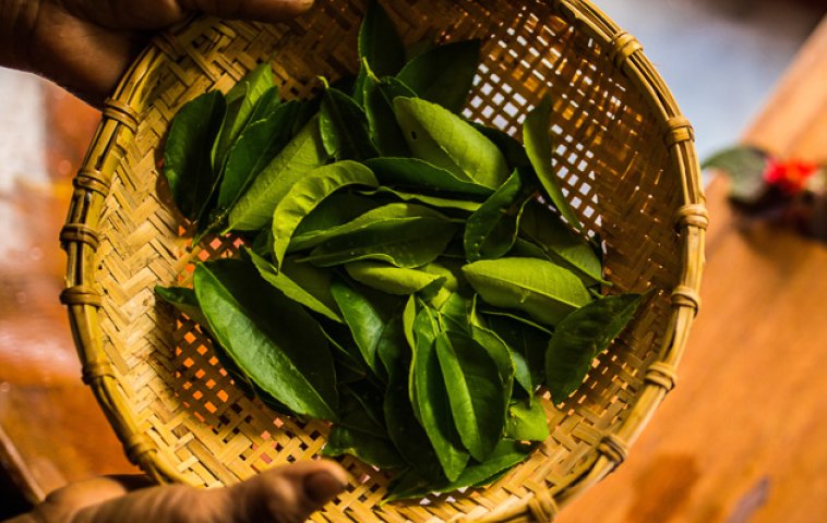 Red Dao herbal baths: a healing tradition