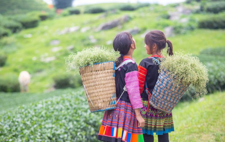 Moc Chau: Your One-Stop Nature Escape