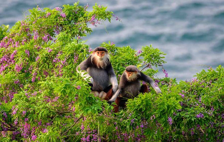 Vietnam - The nature wonder of Asia
