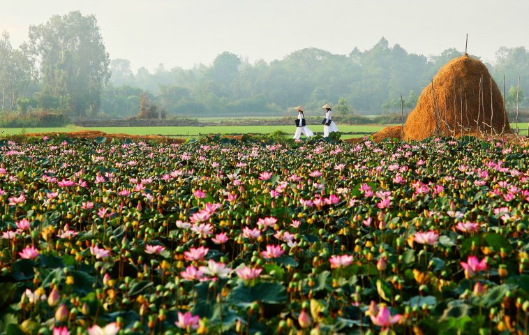 Lost in lotus land