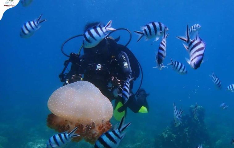 Hon Ong Island: a secluded coral haven in Van Phong Bay