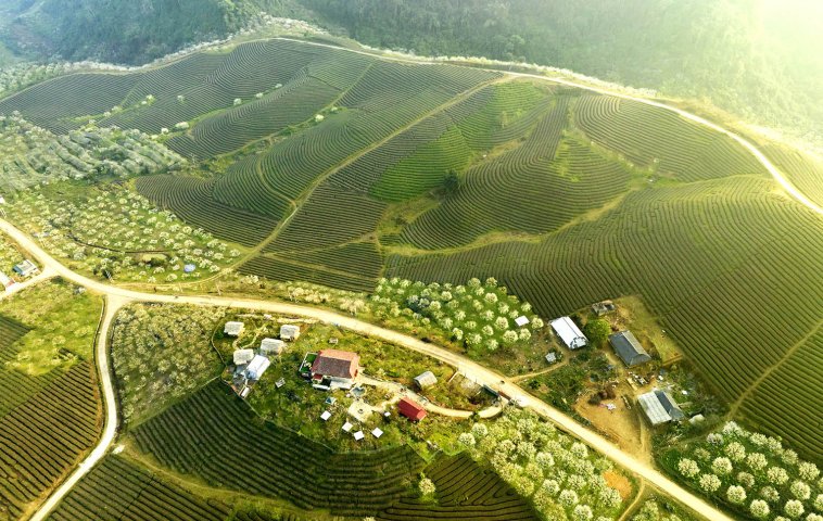 Moc Chau: A green and peaceful summer oasis near Ha Noi